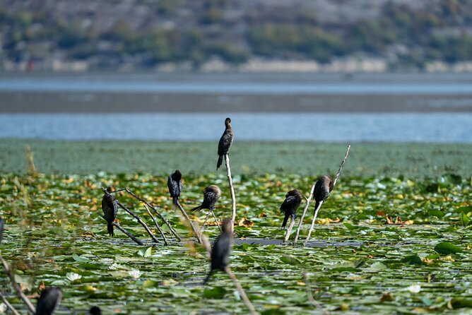 1-hour Kayak Adventure through Skadar Lake from Virpazar - What the $14.60 price really covers