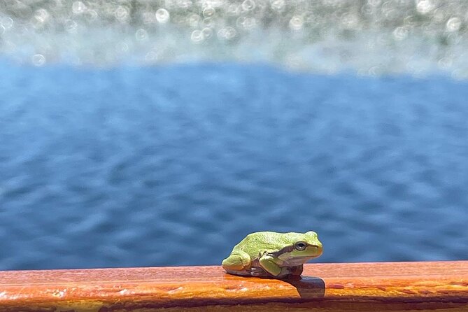 2 Hour Group Boat Trip in Skadar Lake - Passing beneath the road bridge to Lesendro