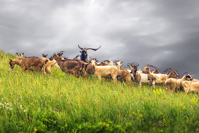 Durmitor National Park hiking tour - easy to moderate - What the guide adds to the walk