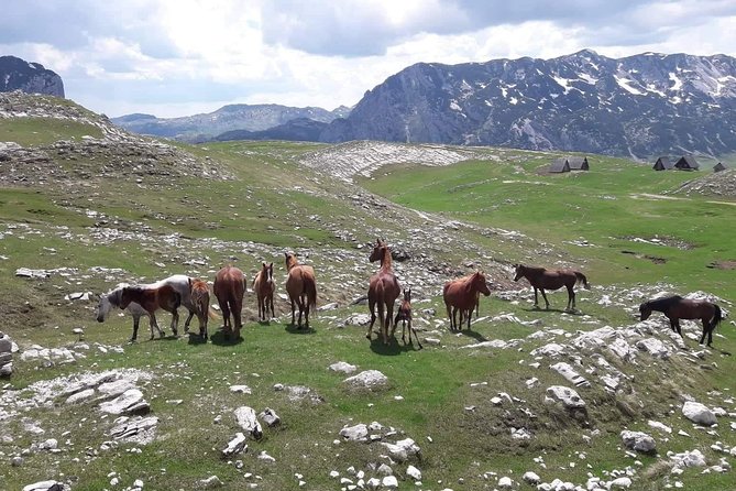 Durmitor Ring Tour - Starting from Herceg Novi