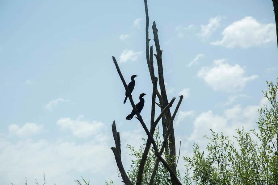 Lake Skadar: Guided Nature Cruise with Drinks - Vranjina and the islands around Kamenik
