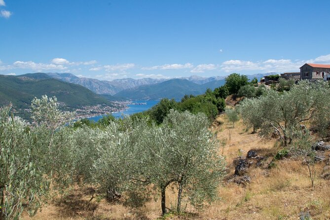Olive oil farm to fork experience & short walking tour of Kotor - Key points at a glance