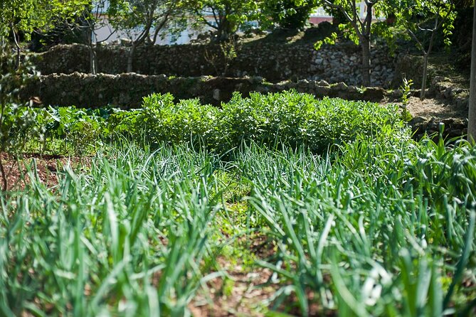 Olive oil farm to fork experience & short walking tour of Kotor - How the guides shape the day
