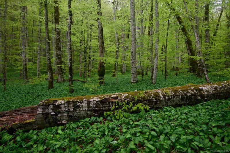 Podgorica: Biogradska Gora, Moraca and Kolasin Day Tour - Kolasin and the mountain town’s local flavor