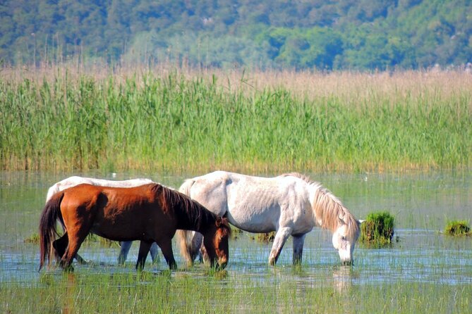 Podgorica Historic, Safari and Winery tour - Skadar lake and River Crnojevica - Macalov Brijeg and a taste of the countryside
