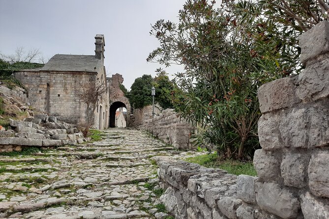 Port of Bar tour - Explore Adriatic area - Bar and Ulcinj tour - The Old Olive Tree: a ten-minute pause with a big claim