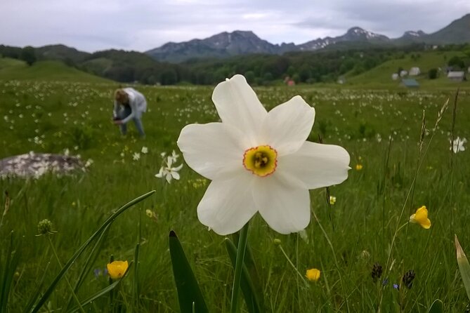 Private Full-Day Tour in Moraca and Tara Canyons, Durmitor & Biogradska Gora NP - Biogradska Gora: two hours among old trees