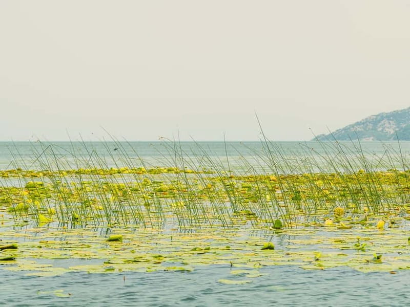 Short Skadar Lake Boat Tour to Morača River with Drinks - The 10-minute swim stop