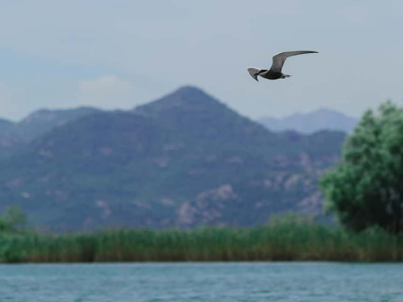 Skadar Lake: 4-Hour Guided tours on Kayak - Key points to know before you paddle