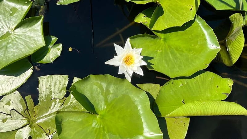 Skadar Lake: 4-Hour Guided tours on Kayak - Photos, swimming, and the value of a guided route