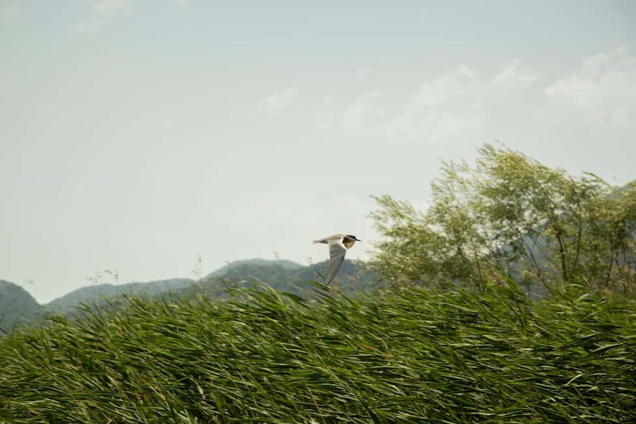Skadar Lake: Individual Kayaking, hidden canals and swimming - White lilies, reeds, and the first calm channels