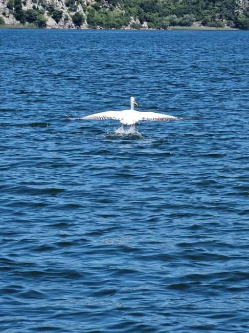 Skadar Lake kayak rent: A Journey Through Tranquility - White lilies and more than 280 bird species