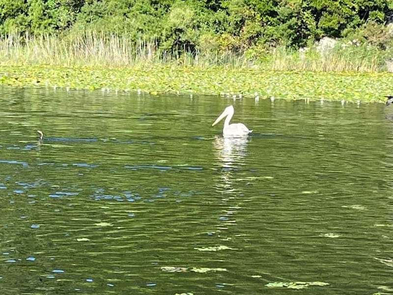 Skadar Lake kayak rent: A Journey Through Tranquility - Who will get the most from this rental