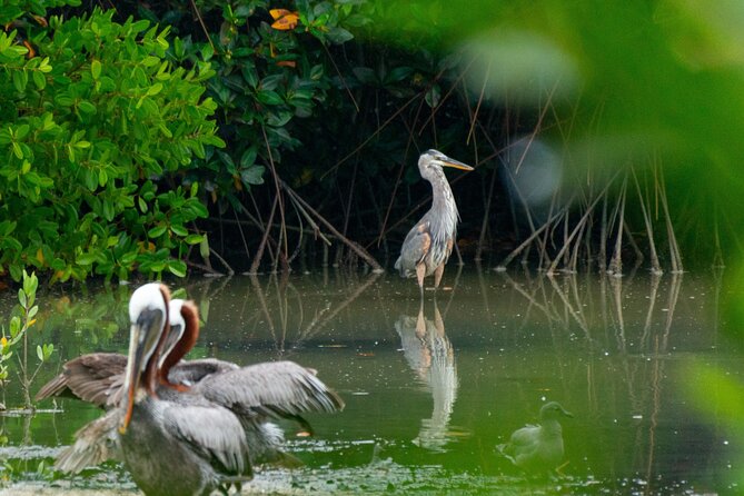 Skadar Lake National Park: Birdwatching & Photography Tour - Following the park’s narrow routes