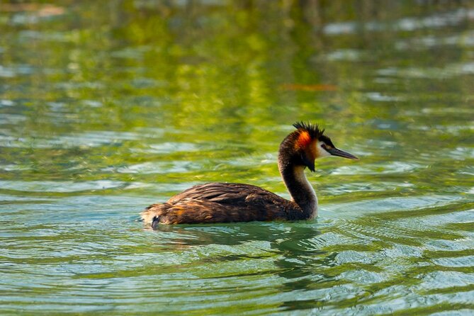 Skadar Lake National Park: Birdwatching & Photography Tour - Sunrise departures offer the best mood