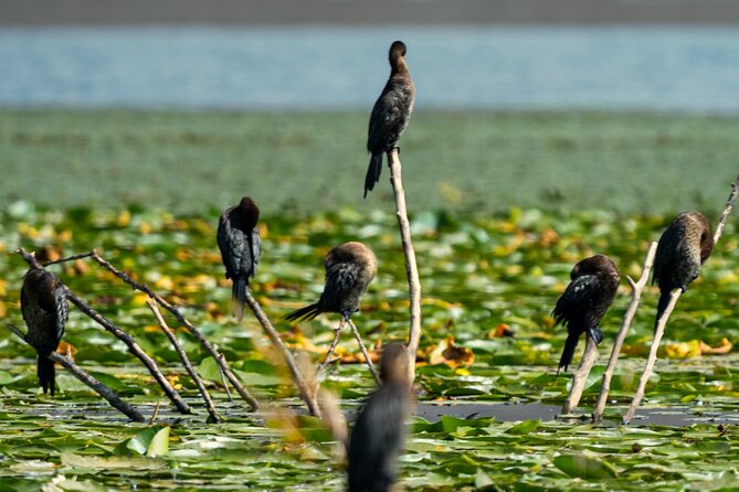 Skadar Lake National Park: Birdwatching & Photography Tour - What the best parts mean for different visitors