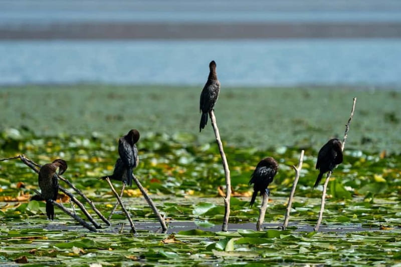 Skadar Lake National Park: Birdwatching & Photography Tour - Weather, cancellations, and simple planning