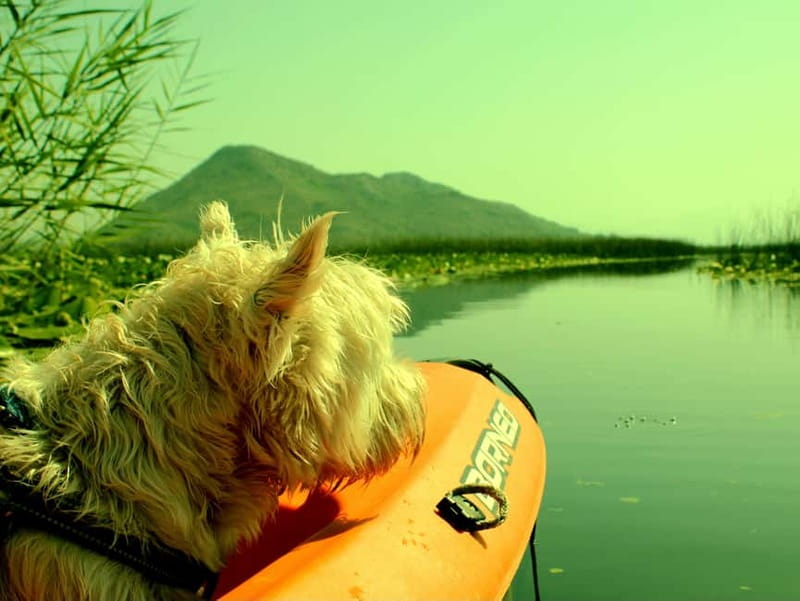 Skadar Lake National Park: Eco-friendly Kayak Adventure - Narrow channels and Lake Skadar’s bird country