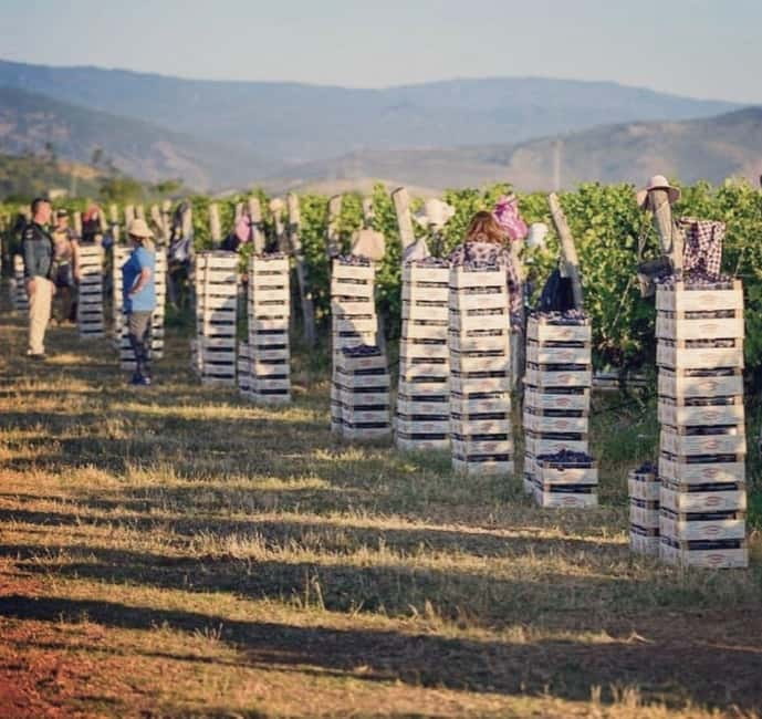 The largest winery in Montenegro: private tour & transport - Key points at a glance