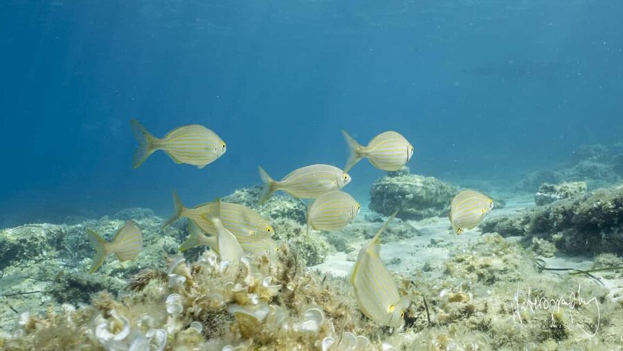 Try Scuba Diving from Boat in Budva - Budva Diving Center - The 15-minute ride from Budva to the island