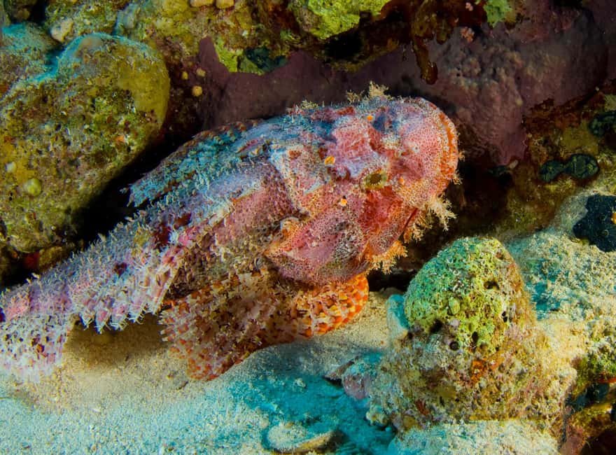 Try Scuba Diving from Boat in Budva - Budva Diving Center - Small groups make the instruction more useful