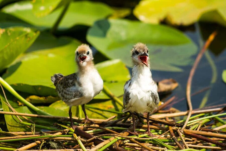 Virpazar: Historical & Nature Boat Adventure on Lake Skadar - Why This Lake Skadar Boat Ride Works So Well