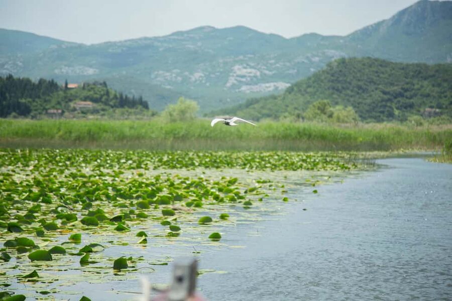 Virpazar: Historical & Nature Boat Adventure on Lake Skadar - The Swim Stop in the Middle of the Lake