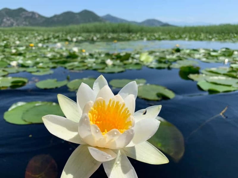 Virpazar: Private & Group Guided Lake Skadar Boat Tour - Practical details that affect your day