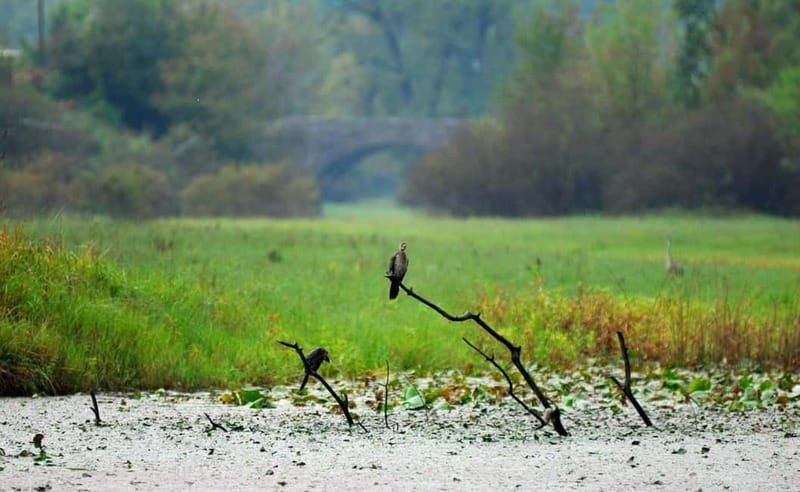 Virpazar: Skadar Lake National Park Guided Boat Tour - The 15-minute swim stop