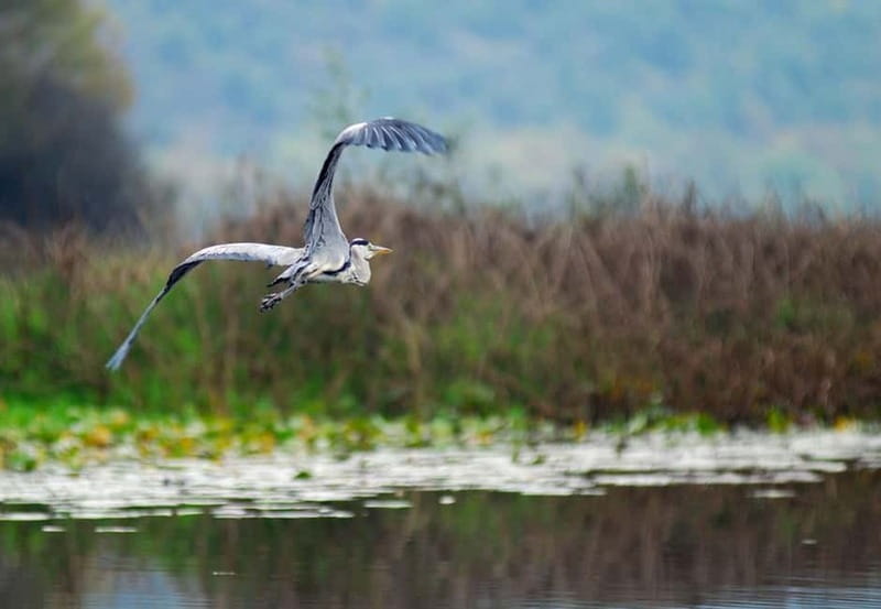 Virpazar: Skadar Lake National Park Guided Boat Tour - Fort Lesendro and the railway bridge