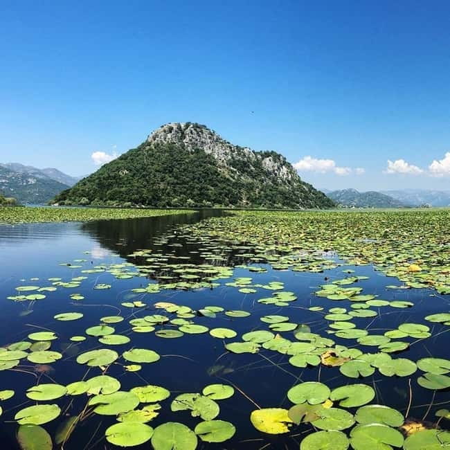 Virpazar: Skadar Lake National Park Guided Boat Tour - Water lilies, white lotuses, and the quiet middle of the trip