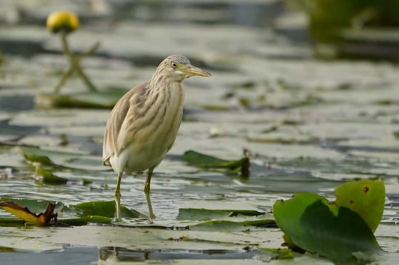Virpazar: Skadar Lake Nature Kayak Tour - A bird reserve and three small islands