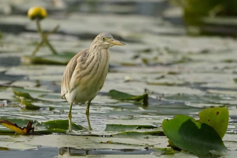 Virpazar: Skadar Lake PRIVATE Boat Tour to KOM MONASTERY - What the $29 price really covers