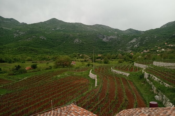 Wine tasting in the family winery, feel the spirit - Lake Skadar from Pavlova Strana